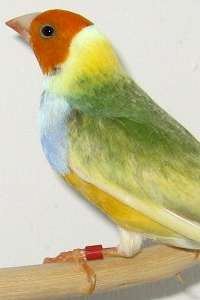Australian Yellow Gouldian Finch male showing green variegation