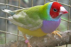 Single Factor Pastel Green male Gouldian Finch, Red-headed