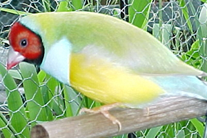 Australian Dilute male Gouldian Finch