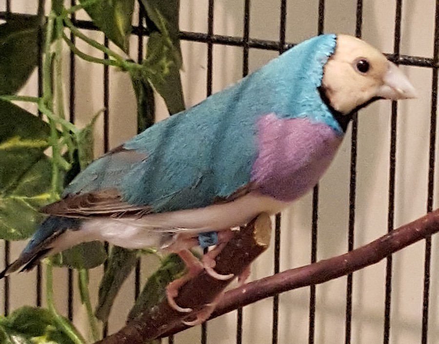 Gouldian Finch mutations | Back, body & head colour genetics made simple