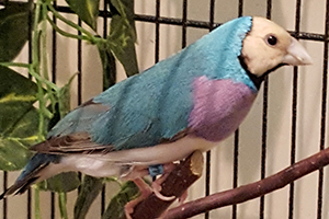 Blue mutation adult male Gouldian Finch, red-headed