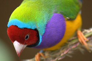 Lady Gouldian Finch Normal cock bird blue neck band