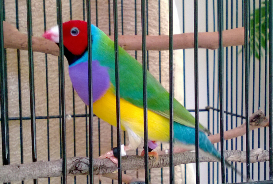 Gouldian Finch mutations Back, body & head colour made simple