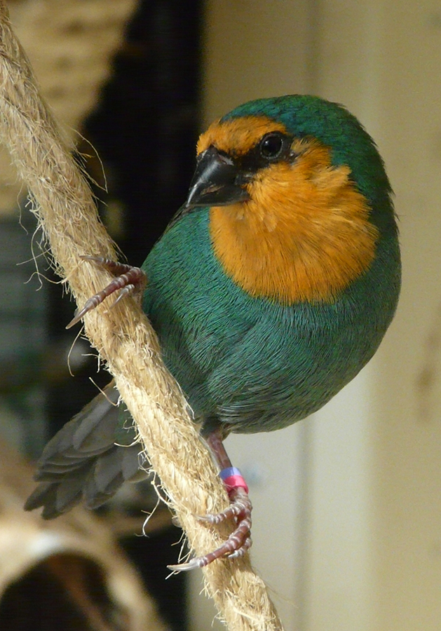 Finch calls, songs & sound clips | Finch Stuff