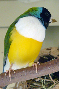 White-breasted male Gouldian Finch with yellow-tipped beak