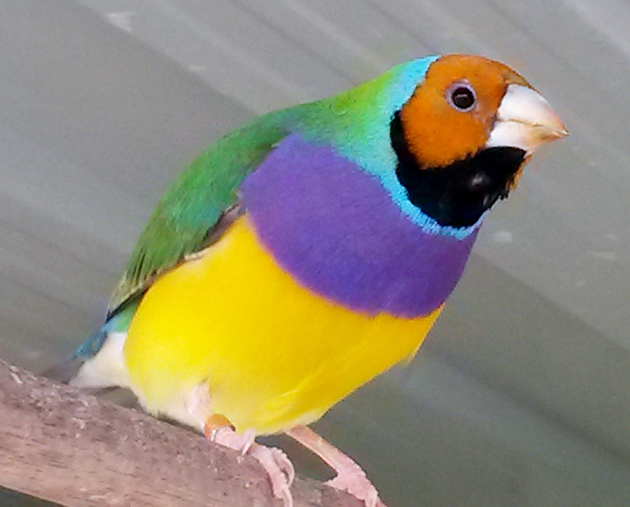 Gouldian Finch mutations | Back, body & head colour genetics made simple