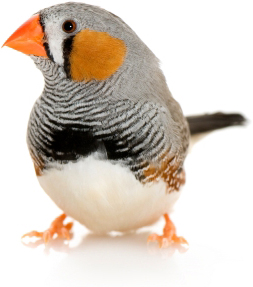 Zebra Finch